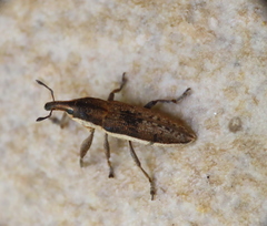 Lixus albomarginatus