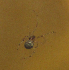 Araneae