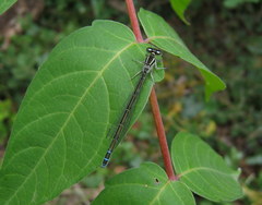 Coenagrion mercuriale