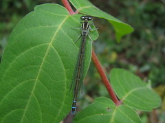 Coenagrion mercuriale