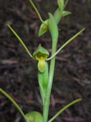 Image of Orthoceras strictum by (c) Lachlan Copeland, some rights reserved (CC BY-SA)
