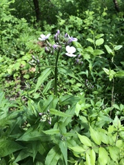 Iodanthus pinnatifidus