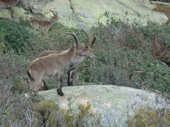 Capra pyrenaica victoriae