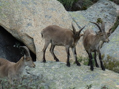 Capra pyrenaica victoriae
