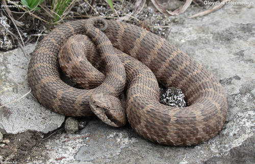 Central Asian Pitviper