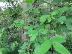 Lepidagathis alopecuroidea