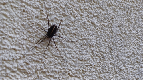 Zachaeus crista