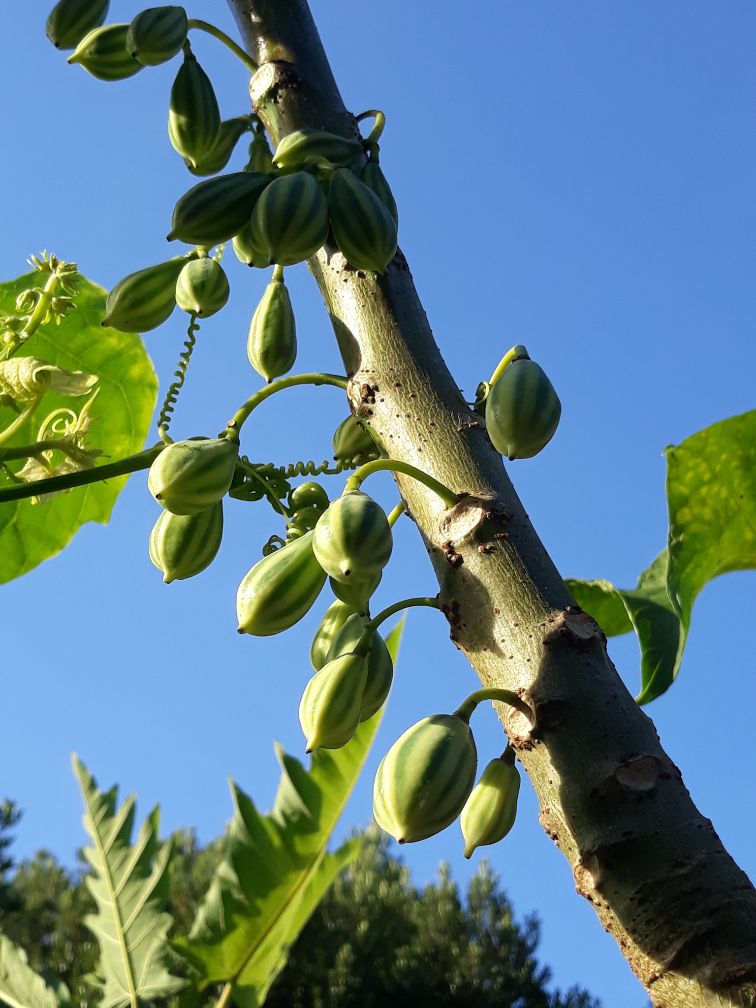 Vasconcellea quercifolia