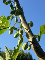 Vasconcellea quercifolia
