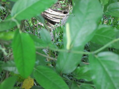 Lepidagathis alopecuroidea