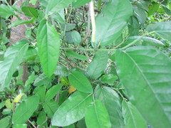 Lepidagathis alopecuroidea