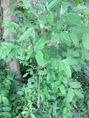 Lepidagathis alopecuroidea