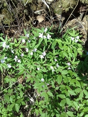 Cardamine altaica