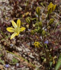 Triteleia ixioides anilina