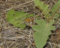 Coenonympha dorus
