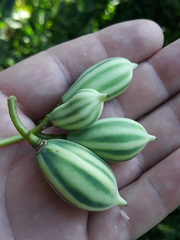 Vasconcellea quercifolia