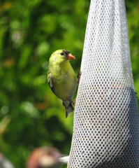 Spinus tristis