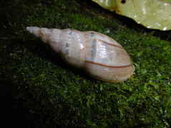 Euglandina striata