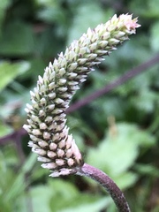 Plantago media