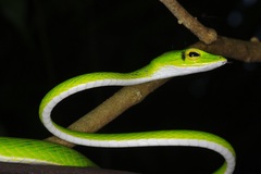 Ahaetulla mycterizans