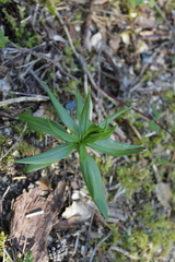 Lilieae