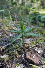 Lilieae