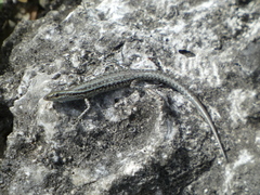 New Caledonian Shore Skink photo 5