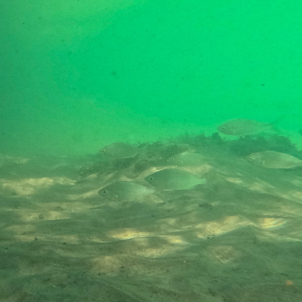 Slanke mojarra (Eucinostomus gracilis) — Gerreidae