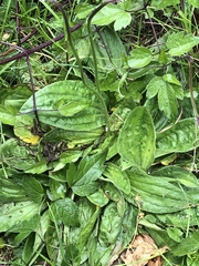 Plantago media