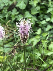 Plantago media