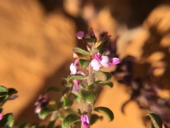 Muraltia orbicularis