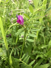 Vicia sativa