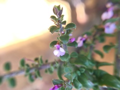 Muraltia orbicularis