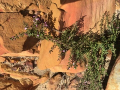 Muraltia orbicularis