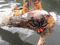 Avicularia avicularia