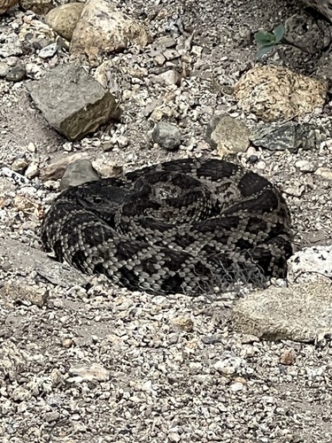 iNaturalist observation photo of Northern Pacific Rattlesnake