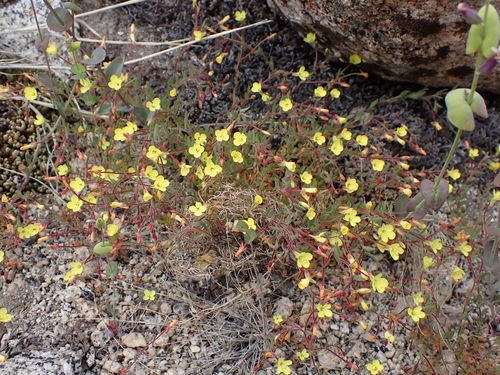 Image of Camissonia sierrae by (c) Ryan Donnelly, some rights reserved (CC BY)
