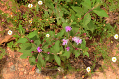 Vernonia alamanii
