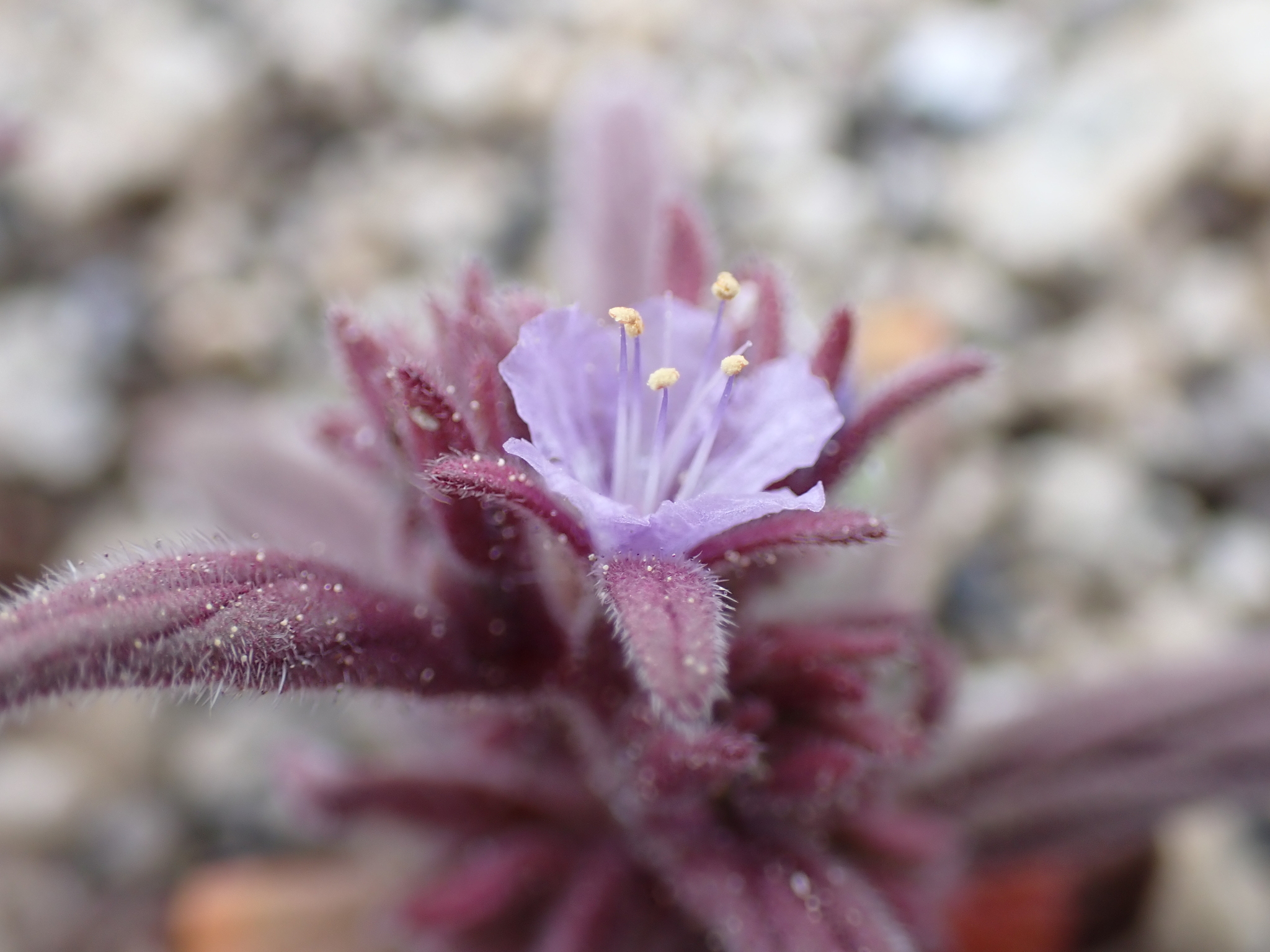 Phacelia quickii