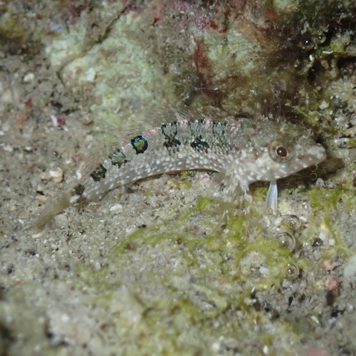 Imitator blenny (Malacoctenus erdmani) — Labrisomidae — 5