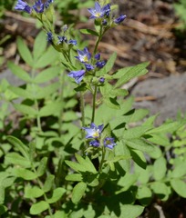 Polemonium californicum