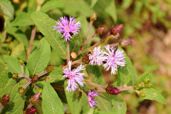 Vernonia alamanii