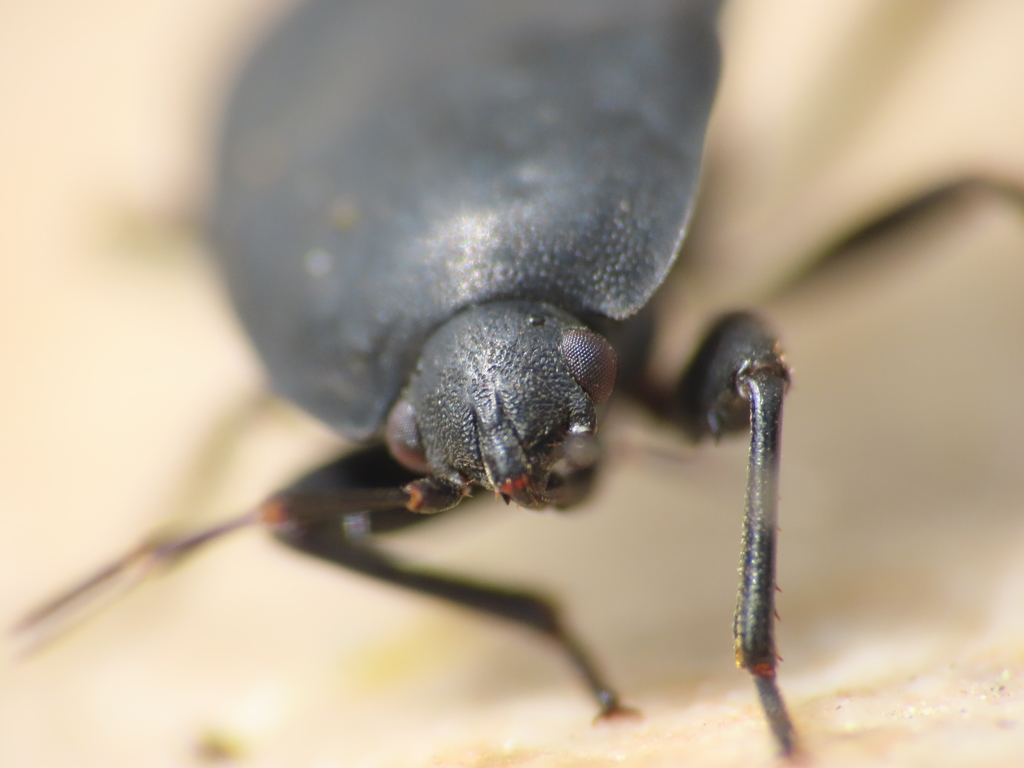 Aellopus atratus