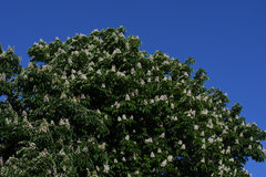 Aesculus hippocastanum