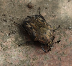 Hoplopyga liturata