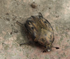 Hoplopyga liturata