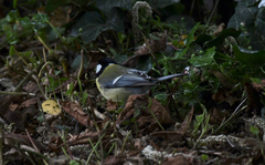 Parus major