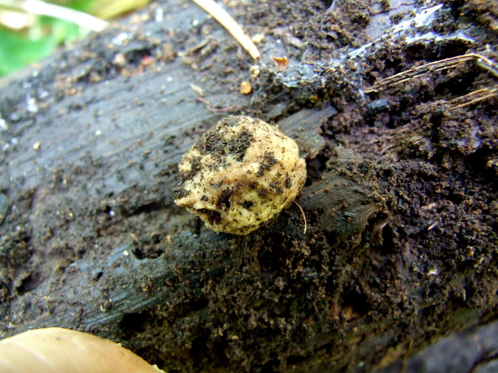 Botryobasidium sp. 'CA01'