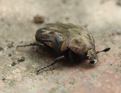 Hoplopyga liturata