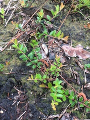 Vaccinium crassifolium